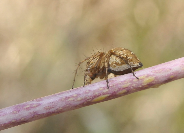 Oxyopes sp.